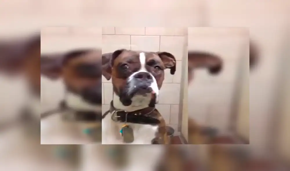 En Facebook, un perro lanzó una furiosa mirada a su amo para mostrar su desacuerdo tras ser trasladado al veterinario. En Facebook, un perro lanzó una furiosa mirada a su amo para mostrar su desacuerdo tras ser trasladado al veterinario.