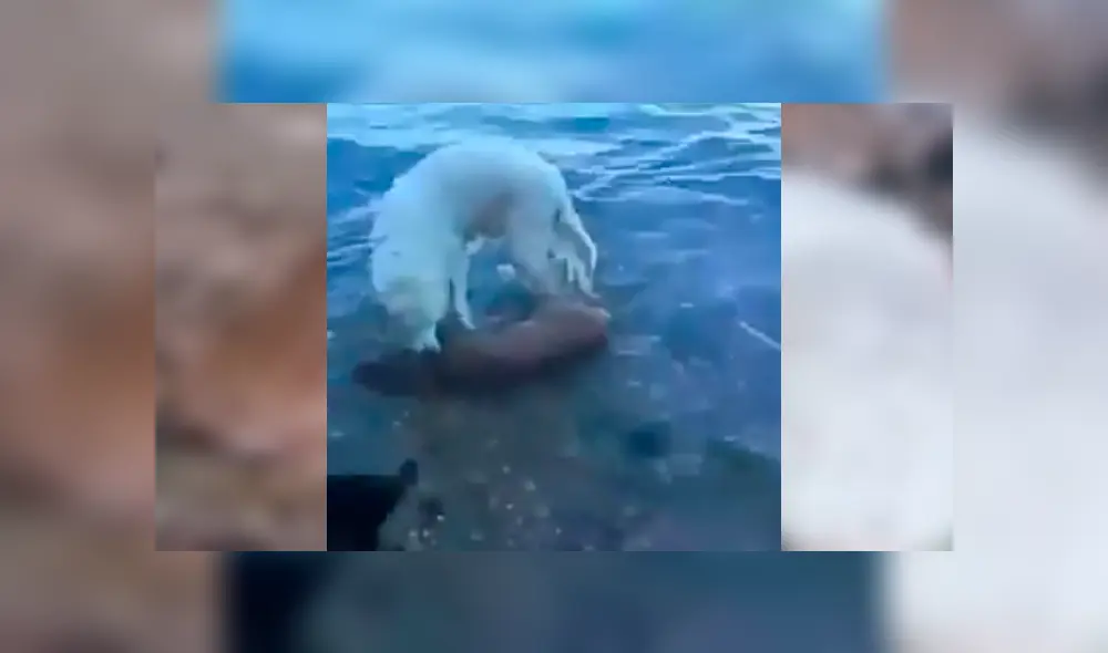 Video es viral en Facebook. El can se ha ganado la admiración de todos con su increíble comportamiento tras sacar del agua a un ciervo moribundo