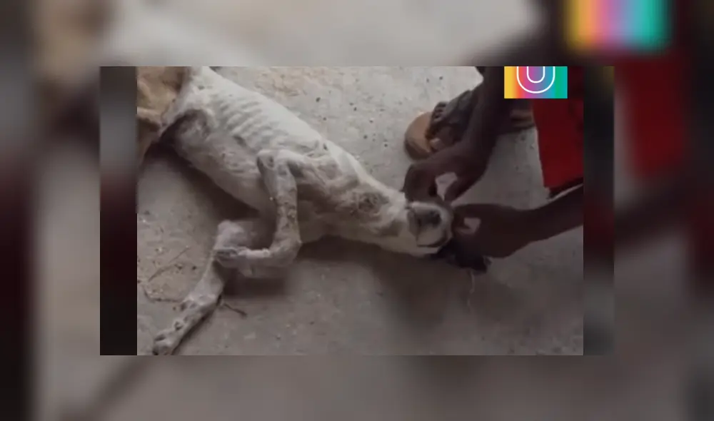 Desliza hacia la izquierda para ver las conmovedoras escenas del viral de Facebook. Foto: Upsocl.