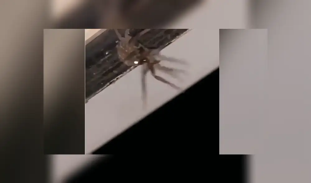 YouTube viral: encuentra misteriosa criatura que ‘brilla’ en la oscuridad y queda aterrado al descubrir que tenía cientos de crías YouTube viral: encuentra misteriosa criatura que ‘brilla’ en la oscuridad y queda aterrado al descubrir que tenía cientos de crías