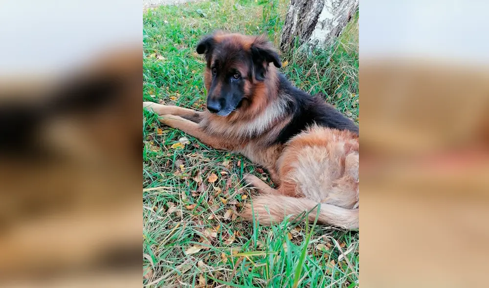 Facebook - animales Facebook - animales