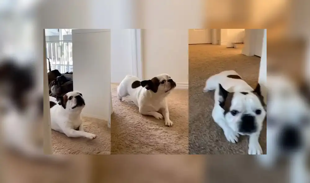 Desliza las imágenes para ver la curiosa forma que tuvo un perro travieso para pedir perdón a su dueña: Woof Woof Desliza las imágenes para ver la curiosa forma que tuvo un perro travieso para pedir perdón a su dueña: Woof Woof