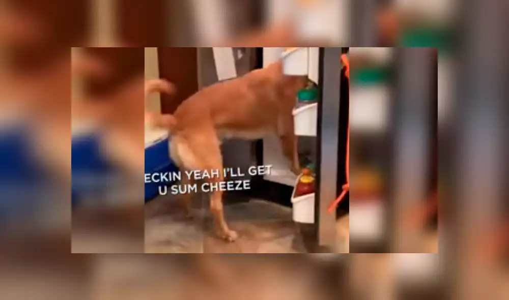 El can ha causado sensación en Facebook luego de que su dueño compartiera su increíble hazaña