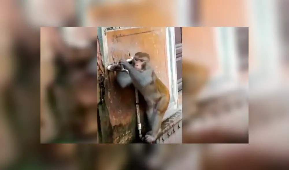 Vía Facebook. La increíble conducta del mono fue catalogada como una gran lección para los humanos