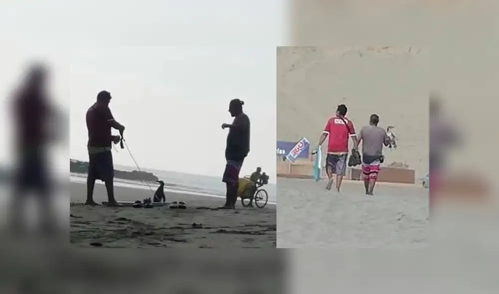 Denuncian explotación de pingüinos en playas de Huacho