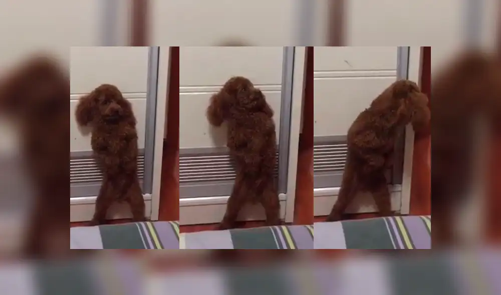 Facebook: Perro juega a las escondidas con su dueño y usa inesperado truco para ocultarse