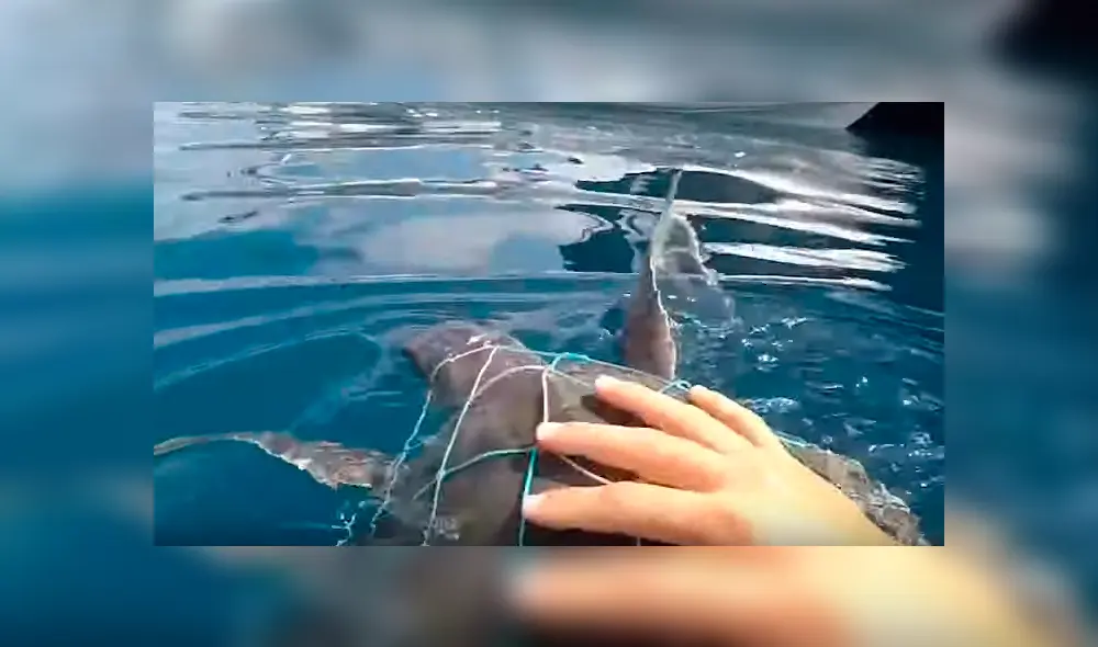 Buzo halla a tortuga atrapada en la basura, la rescata y ocurre una tierna escena [VIDEO]