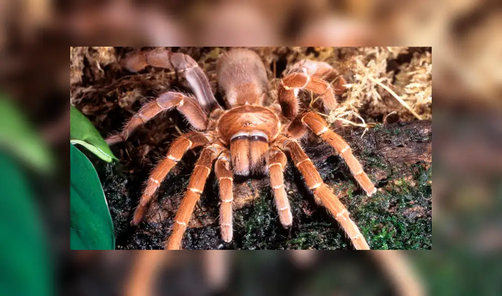 Facebook: mujer le ofrece ratón bebé a su tarántula y esta lo devora sin piedad [VIDEO]