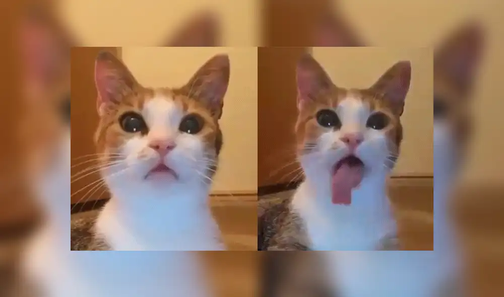 Facebook: gato se somete a los filtros de Snapchat y sufre radical cambio de look [VIDEO]