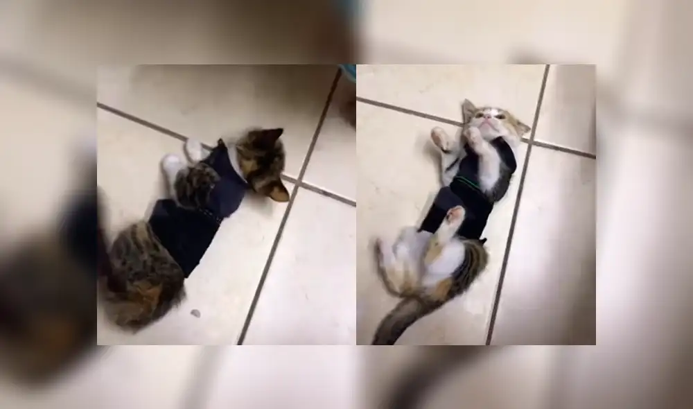 Desliza a la izquierda para ver a este tierno felino que es viral en TikTok. Foto: Captura. Desliza a la izquierda para ver a este tierno felino que es viral en TikTok. Foto: Captura.