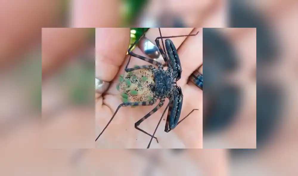 Facebook viral: graban a enorme tarántula llevando a sus cientos de crías a su nido [VIDEO]