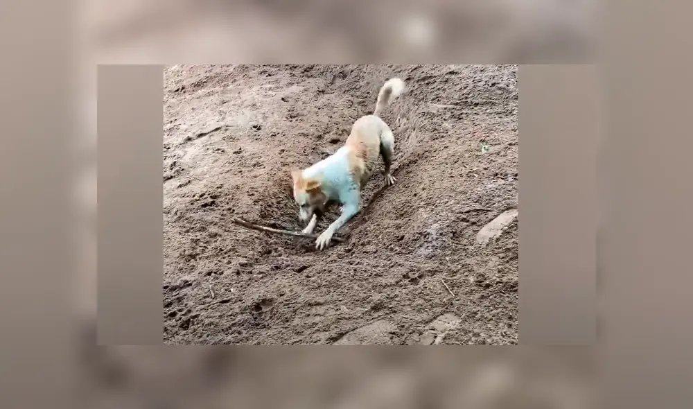 Desliza la imagen compartida en Facebook para verlas todas. Foto: Newsflare Desliza la imagen compartida en Facebook para verlas todas. Foto: Newsflare