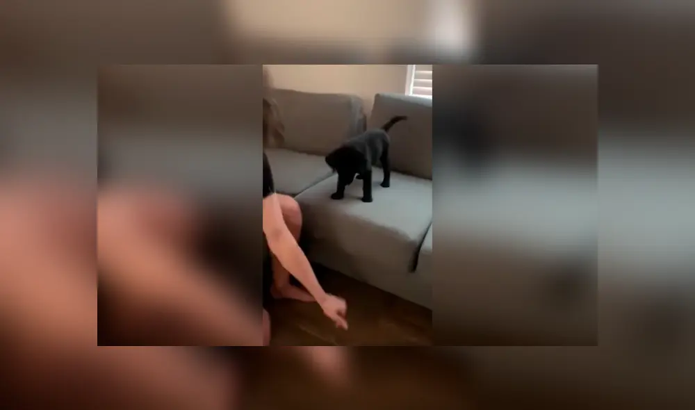 Desliza las imágenes hacia la izquierda para apreciar la noble acción de un joven para ayudar a su perro bebé. Foto: Captura. Desliza las imágenes hacia la izquierda para apreciar la noble acción de un joven para ayudar a su perro bebé. Foto: Captura.