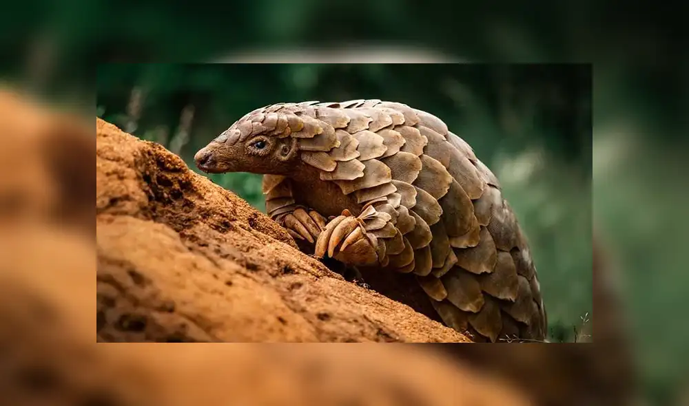 Una investigación apunta a que el pangolín malayo no habría sido la fuente directa del brote del nuevo coronavirus en humanos. | Foto: Maverick Gareth Una investigación apunta a que el pangolín malayo no habría sido la fuente directa del brote del nuevo coronavirus en humanos. | Foto: Maverick Gareth