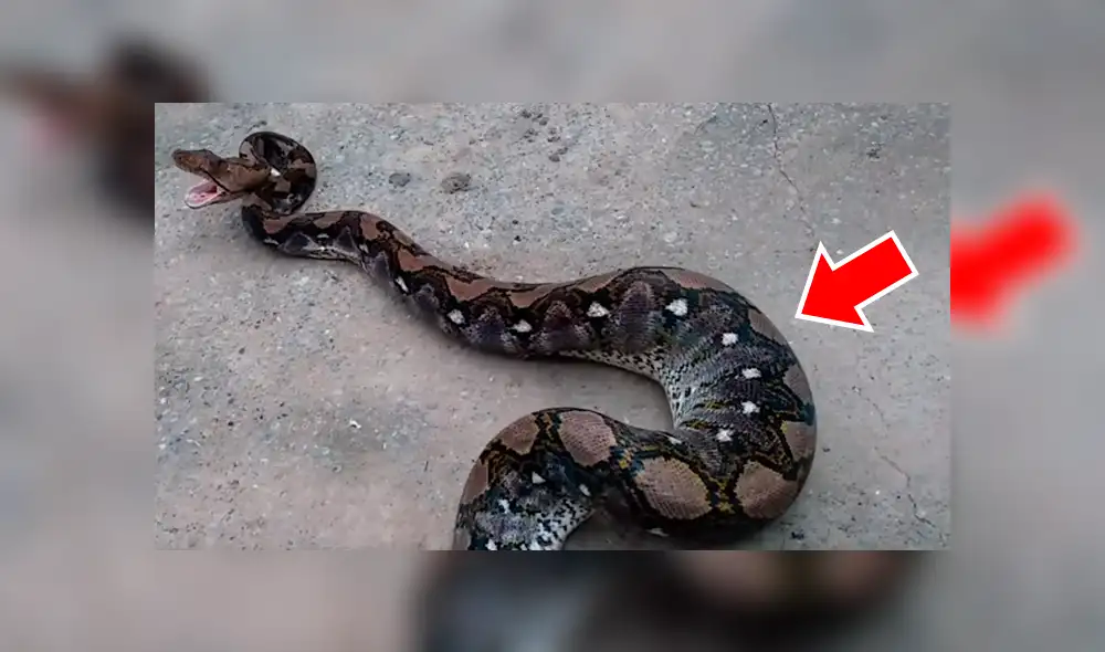 El autor del video de YouTube se acercó a serpiente salvaje para grabar asqueroso momento en que regurgita a un gato