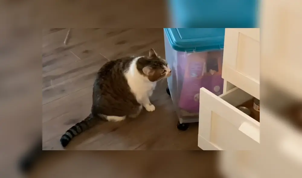 Facebook viral: gato obeso es puesto a dieta y tiene dramática reacción al ver comida Facebook viral: gato obeso es puesto a dieta y tiene dramática reacción al ver comida