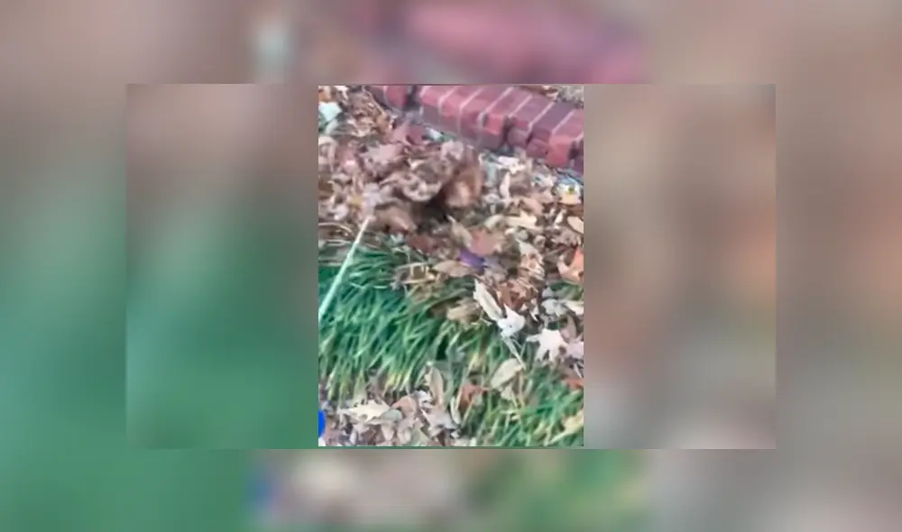 Facebook viral: perro travieso imita a tiburón para darle un gran susto a su dueña [VIDEO] 