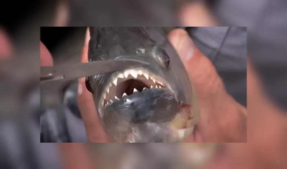 Pescador ingresa a peligrosa playa de Brasil para atrapar a peligrosa criatura marina que atacó a bañistas. Pescador ingresa a peligrosa playa de Brasil para atrapar a peligrosa criatura marina que atacó a bañistas.