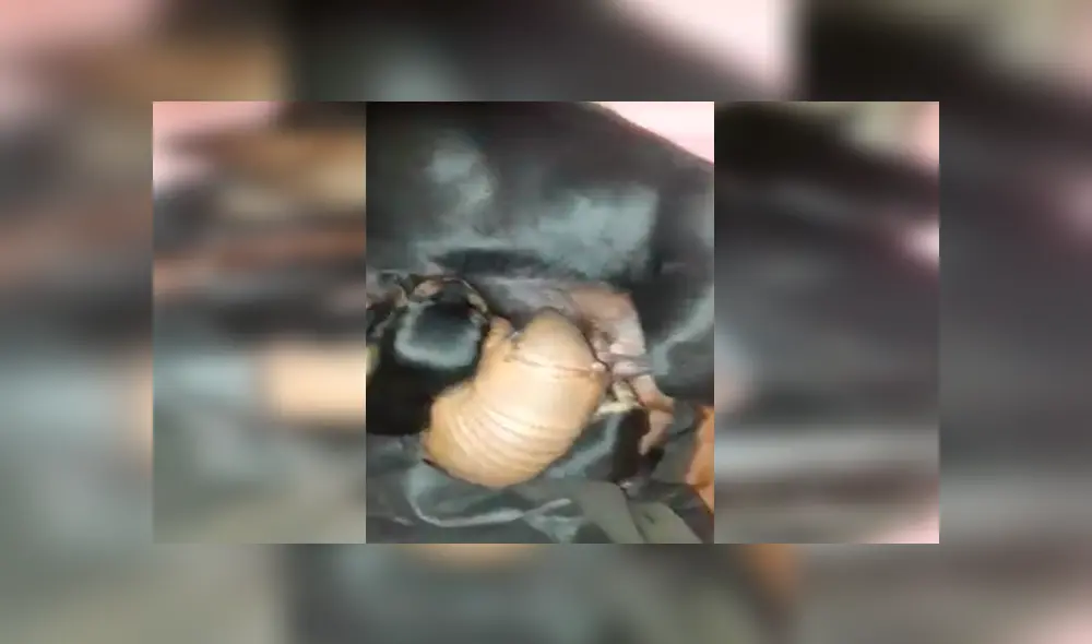 En Facebook, un chico descubrió que su perrita protegió a un tierno animal y le brindó un nuevo hogar. En Facebook, un chico descubrió que su perrita protegió a un tierno animal y le brindó un nuevo hogar.