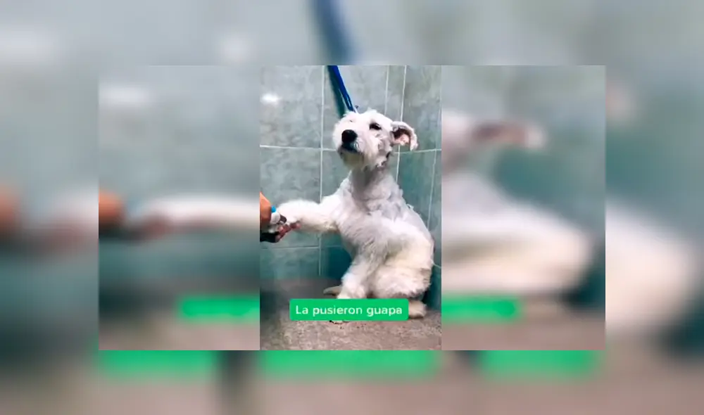 Desliza las imágenes para conocer la transformación de una perrita callejera que fue adoptada por una familia. Foto: Captura.