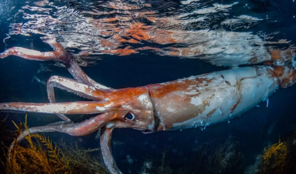 Fotografía del calamar gigante avistado en las costas de Japón. Foto: takenodiving.com