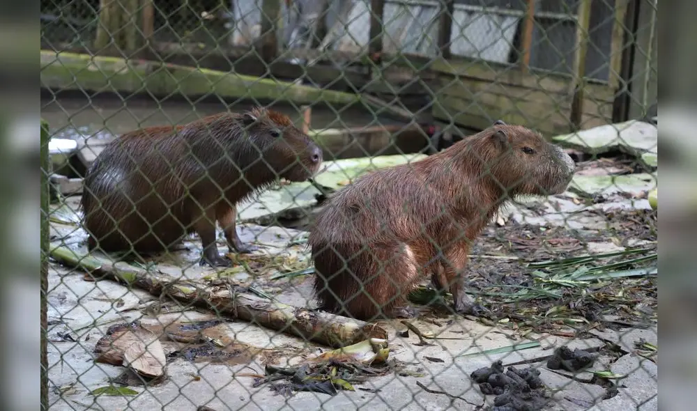 Conoce el Parque Natural de Pucallpa, un zoológico en medio de la selva [FOTOS]
