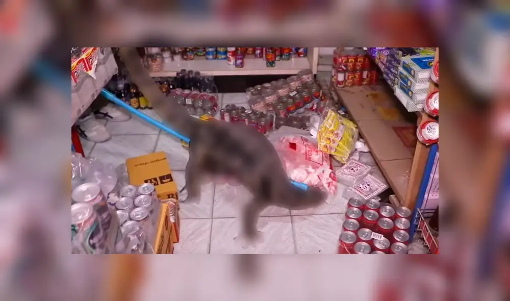 YouTube viral: Anciana descubre misteriosa criatura ingresando a su tienda [VIDEO]