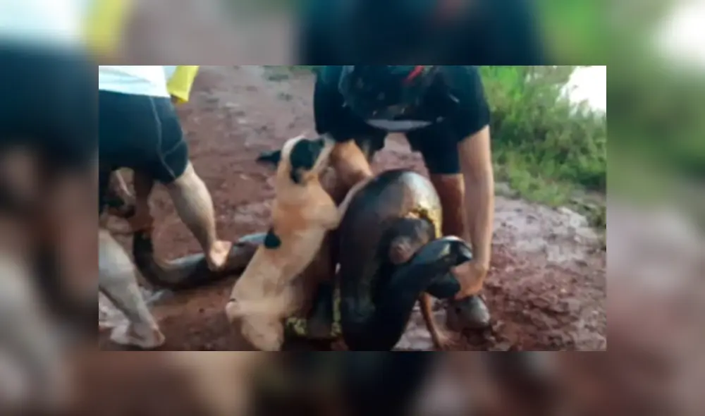 Video es viral en YouTube. Ciclista llegó con su perro a un río para beber agua y fueron sorprendidos por una gigantesca anaconda que atacó intempestivamente al can