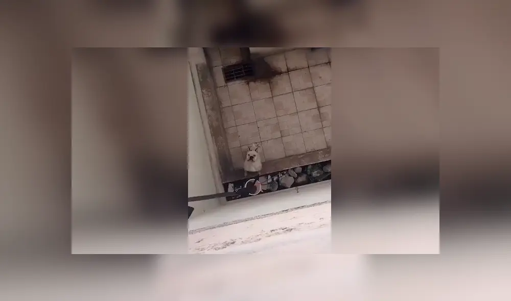 Desliza las imágenes hacia la izquierda para observar la noble acción de un joven para ayudar a unos indefensos perros. Desliza las imágenes hacia la izquierda para observar la noble acción de un joven para ayudar a unos indefensos perros.