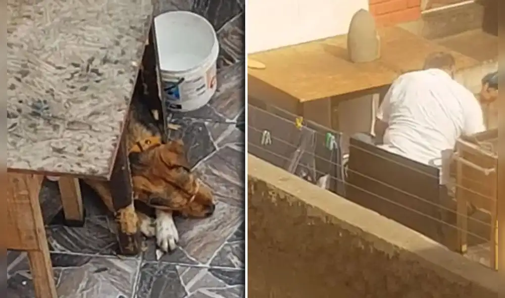 Graban a sujeto golpeando a perrito con un zapato. Foto: FB Karla Carrillo Graban a sujeto golpeando a perrito con un zapato. Foto: FB Karla Carrillo