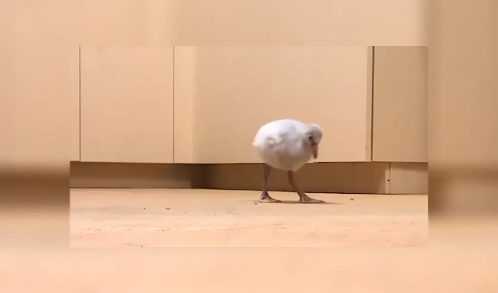 En Facebook, un pequeño flamingo cautivó con sus primeros pasos tras superar sus problemas al nacer. En Facebook, un pequeño flamingo cautivó con sus primeros pasos tras superar sus problemas al nacer.
