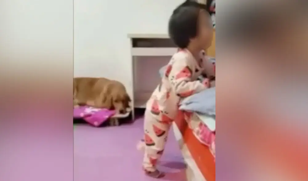 Desliza hacia la izquierda para ver más detalles sobre esta tierna escena entre una niña y su perrito. Foto: captura de YouTube