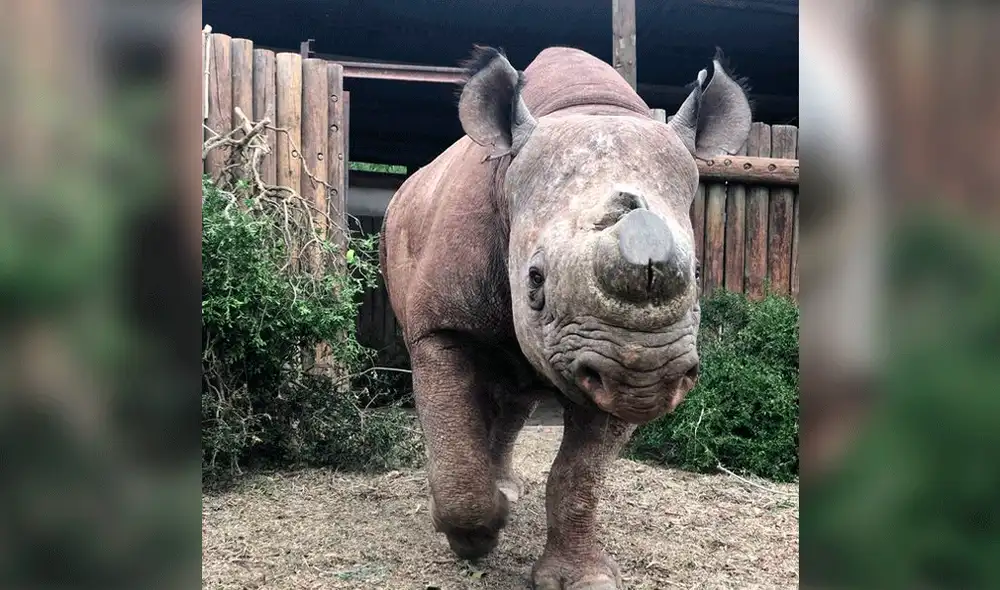 Munu fue mutilado a manos de cazadores y ahora será trasladado a un refugio. Foto: White Lion Foundation. Munu fue mutilado a manos de cazadores y ahora será trasladado a un refugio. Foto: White Lion Foundation.
