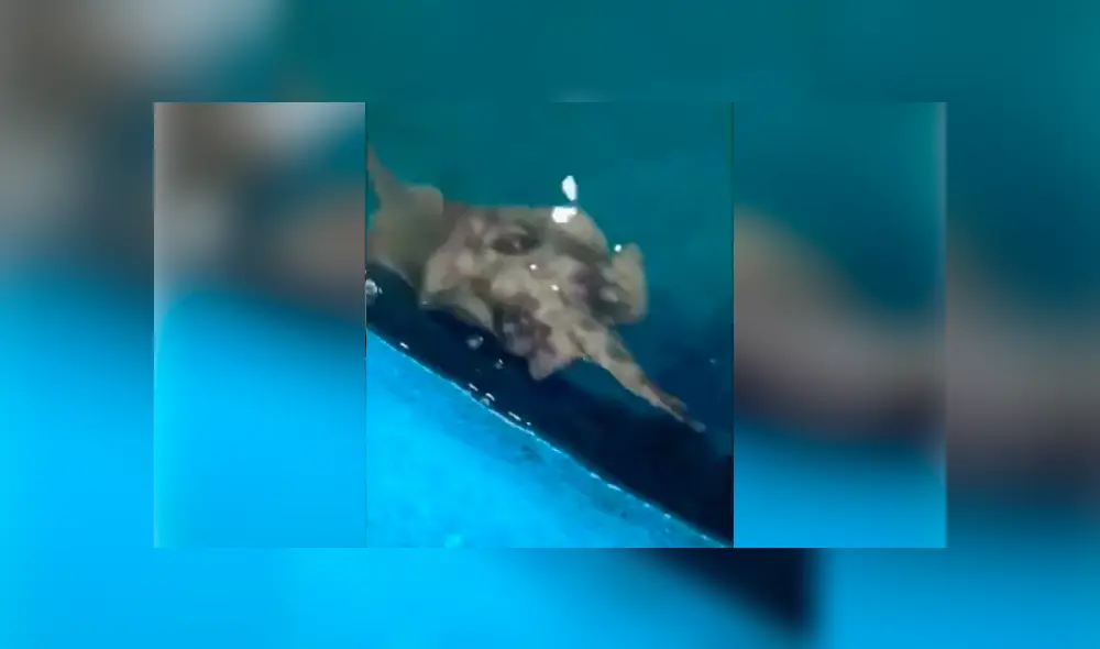 El autor del video de Facebook descubrió la verdadera identidad de una extraña criatura que emergió del mar.