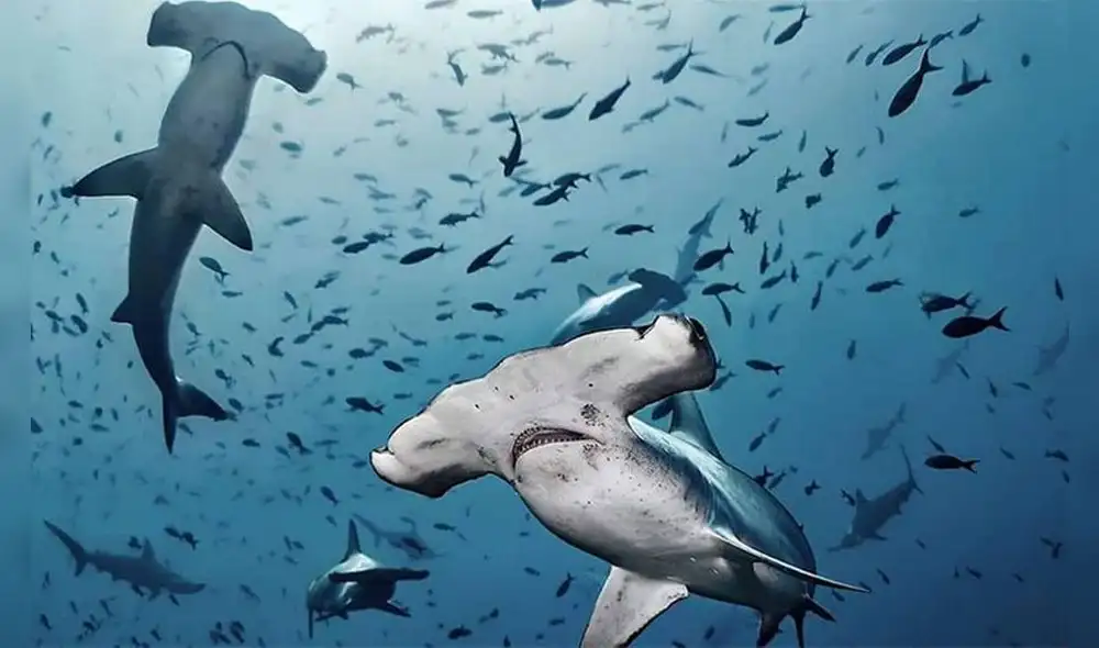 La captura del tiburón martillo está permitida bajo el régimen de la Carta Nacional de Pesquería. La captura del tiburón martillo está permitida bajo el régimen de la Carta Nacional de Pesquería.