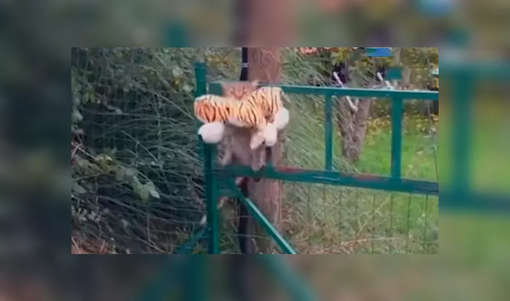 Facebook viral: gato roba el peluche de 'tigre' de su vecino para tener una épica pelea [VIDEO]
