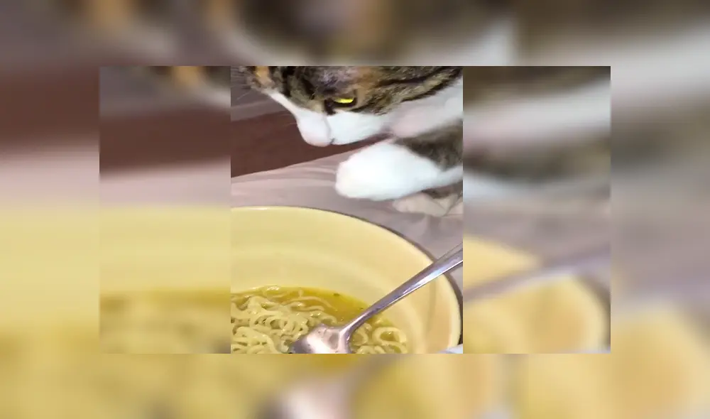 En YouTube, un chico olvidó su plato de comida sobre la mesa y no imaginó que su gato haría una travesura. En YouTube, un chico olvidó su plato de comida sobre la mesa y no imaginó que su gato haría una travesura.