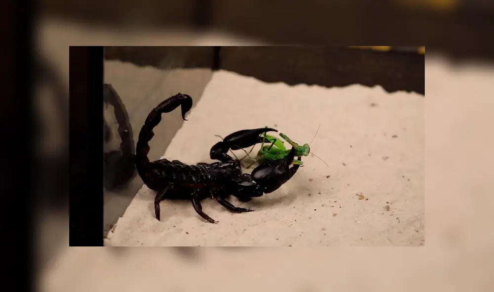 Desliza para ver los momentos más impactantes de la feroz batalla entre las letales criaturas. Desliza para ver los momentos más impactantes de la feroz batalla entre las letales criaturas.