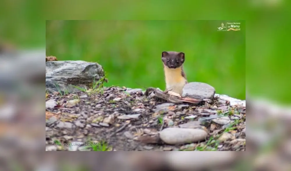 Coronavirus Coronavirus