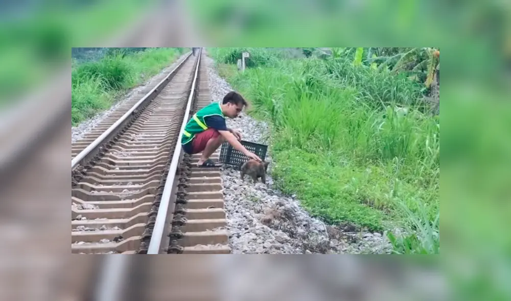 Perro sufrió fractura de una pata y fue tirado a las vías del tren, pero logró salvarse. Foto: Clarín Perro sufrió fractura de una pata y fue tirado a las vías del tren, pero logró salvarse. Foto: Clarín