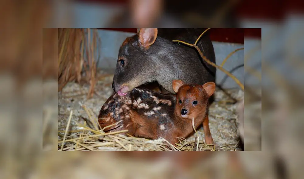 20 Animales en peligro de extinción y extintos en Perú 2019 [FOTOS]