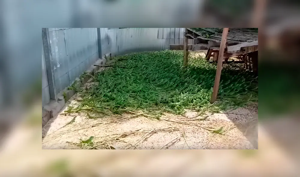 Video es viral en Instagram. Un hombre quedó en shock, luego de acercarse a este misterioso pasto, sin imaginar que se trataba de cientos de pequeñas criaturas. Foto: Captura.