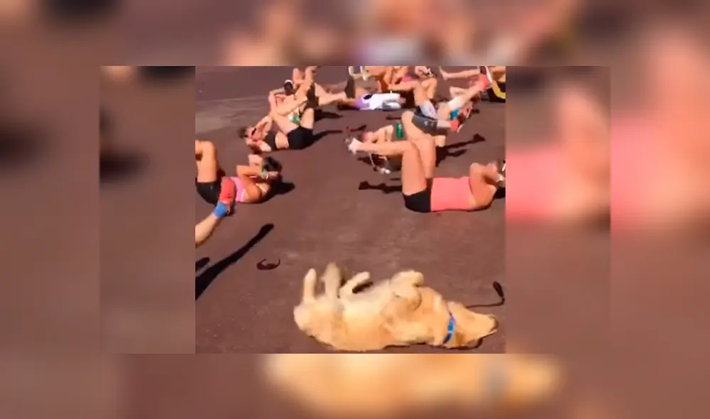 Vía Facebook. El can se cansó de esperar a su dueña un costado y se coló durante una rutina de aeróbicos Vía Facebook. El can se cansó de esperar a su dueña un costado y se coló durante una rutina de aeróbicos