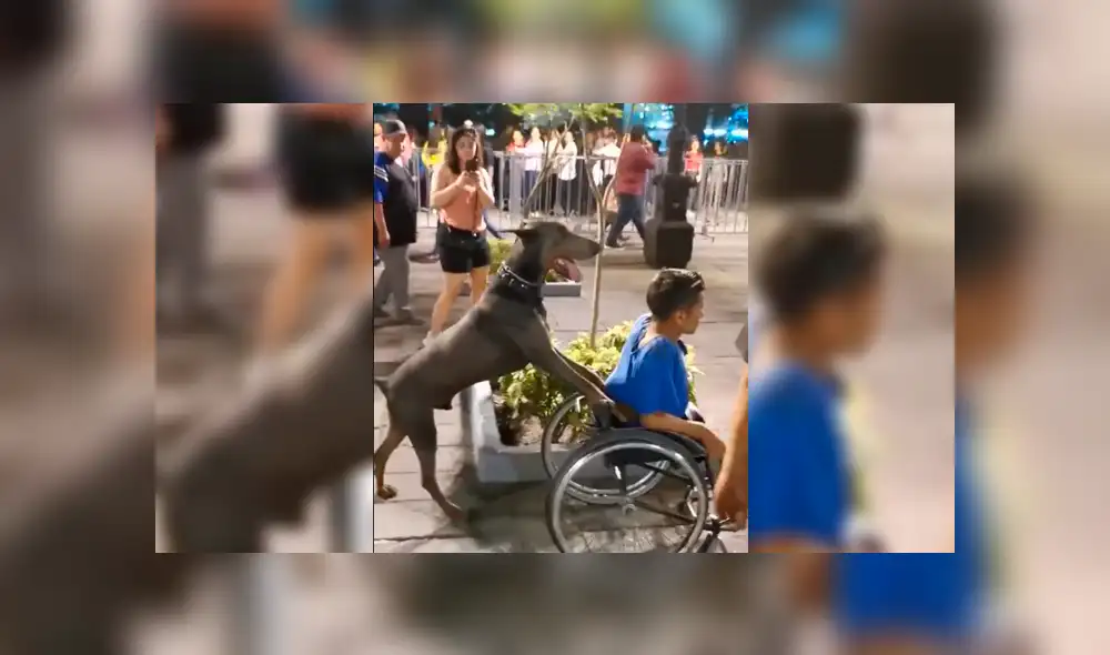 Facebook viral: captan a perro fiel empujando silla de ruedas de su dueño minusválido [VIDEO]