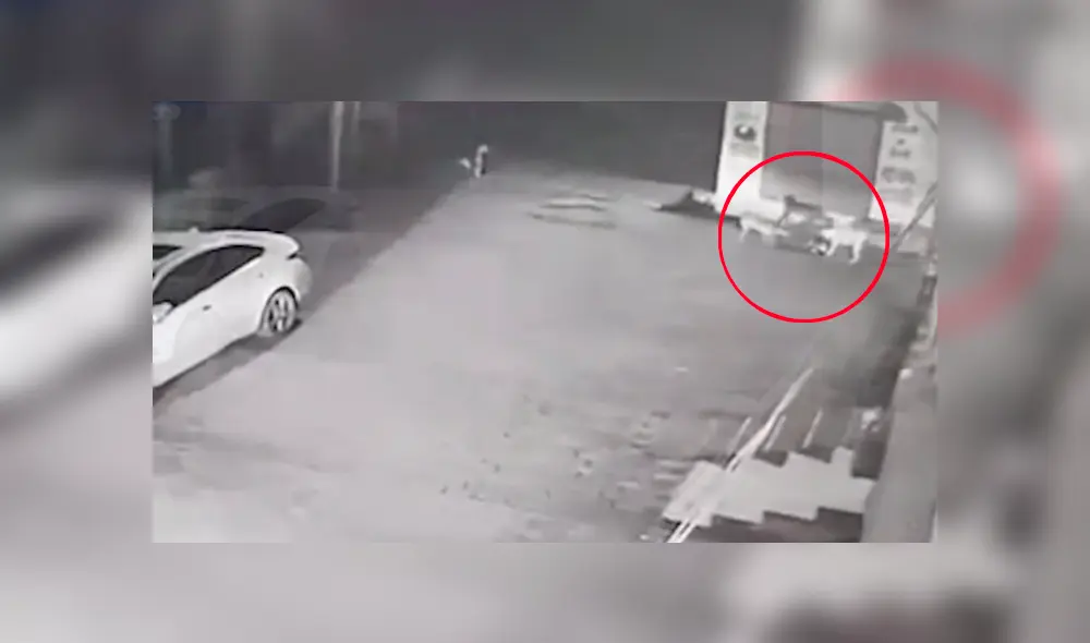 La increíble hazaña de los canes fue captada por una cámara de seguridad instalada en la calle y se ha hecho viral en Youtube
