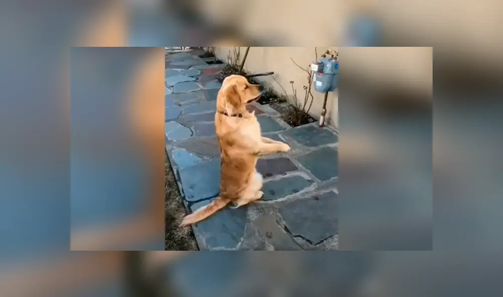 Desliza las imágenes para conocer la emotiva reacción de un perro al volver a ver a su ‘mejor amigo’. Desliza las imágenes para conocer la emotiva reacción de un perro al volver a ver a su ‘mejor amigo’.