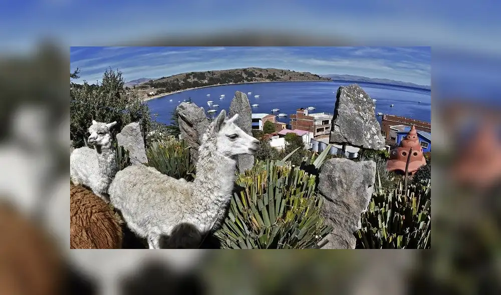 Picture of llamas taken in Copacabana, a Bolivian tourist town affected by the COVID-19 novel coronavirus pandemic, on Lake Titicaca near the border with Peru, 155 km west of La Paz, on June 18, 2020. - A Bolivian startup is offering a virtual llama petting zoo via videotelephony. (Photo by Aizar RALDES / AFP) Picture of llamas taken in Copacabana, a Bolivian tourist town affected by the COVID-19 novel coronavirus pandemic, on Lake Titicaca near the border with Peru, 155 km west of La Paz, on June 18, 2020. - A Bolivian startup is offering a virtual llama petting zoo via videotelephony. (Photo by Aizar RALDES / AFP)