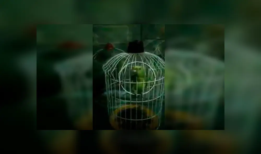 En Facebook, un pequeño pájaro interpretó junto a su dueña una famosa canción de Rocío Dúrcal.