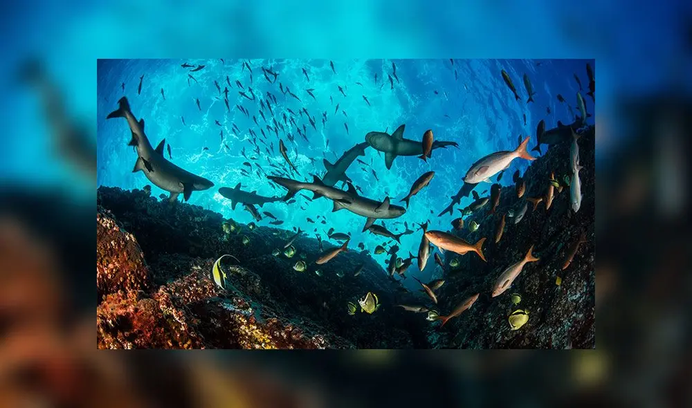 Profundidades de Roca Partida, en el Archipiélago de Revillagigedo (México). Crédito: National Geographic.