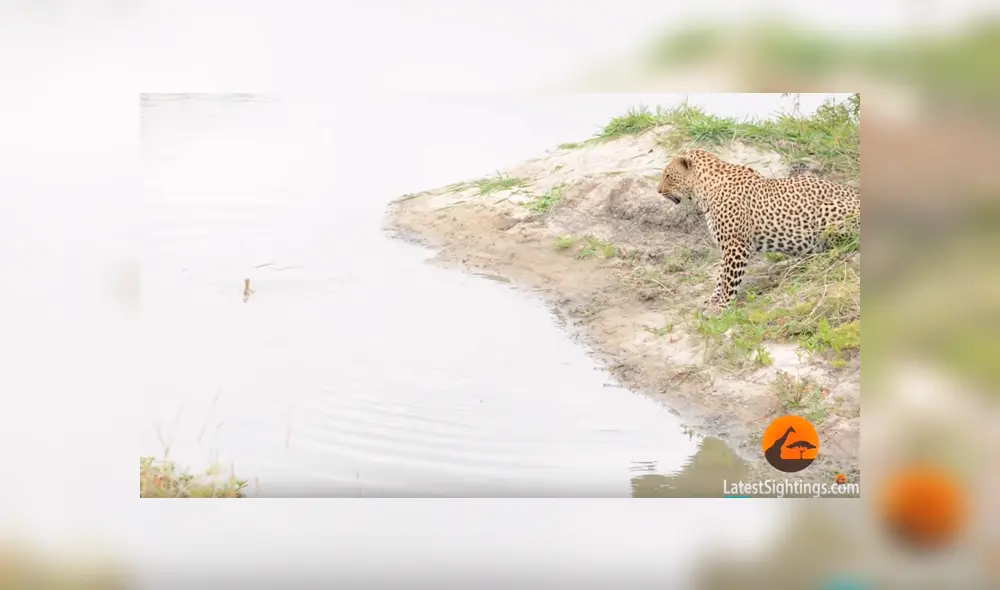 Hambriento leopardo juega con su presa antes de comérsela, comete error y se le escapa [VIDEO] 